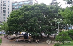 용인시 구갈동 마을 느티나무에서 고사제