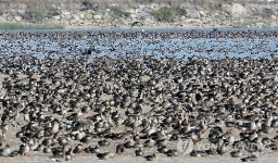 서산버드랜드 철새기행 행사 11월 개막