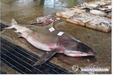 오·폐수 흐르는 맨땅에서 수산물 위판하다니
