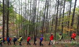 하이원리조트 무릉도원길 걷는 걷기 동호인들