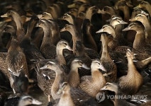 대만 오리농장서 조류인플루엔자 발견