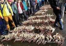 영덕대게 맛보러 오세요…대게잡이 시작