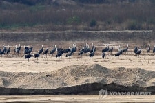 구미 찾은 두루미