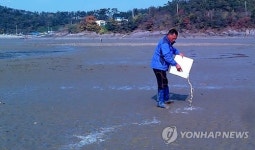 조개의 여왕 백합 대량 생산 활짝…인공종묘 성공