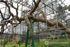 고사한 괴산 왕소나무 복원…600년 위용 되찾을까