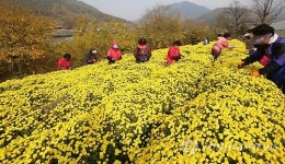 지리산자락 감국 수확