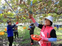 <카메라> 잘 익은 참다래가 주렁주렁