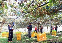 잘 익은 참다래가 주렁주렁