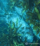 독도 앞바다서 대형 포탄 3개 발견