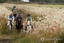 제주와 늦가을 억새 그리고 승마