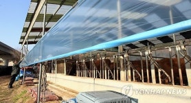 겨울채비 분주…일손바쁜 축사