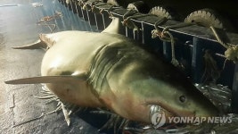 부산 앞바다서 700 대형상어 잡혀…70만원 낙찰