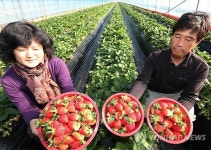 싱싱한 강릉딸기 맛보세요.