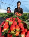 겨울에 출하되는 청정 강릉딸기