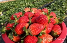 먹음직스런 청정 강릉딸기