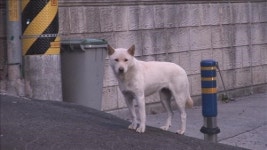 방송가 견공(犬公) 전성시대…순수함에 끌린다