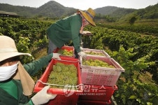 호주 워킹홀리데이 일자리 경쟁 갈수록 치열