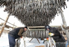 명태 거는 작업 한창인 대관령 황태덕장