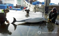 삼척 후진해변 앞바다서 돌고래 혼획