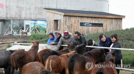 수백년 목축문화 가꾸는 조랑말 마을 제주 가시리