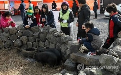 이게 제주 똥돼지구나 돗통시 체험