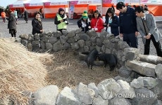 이게 제주 똥돼지구나 돗통시 체험