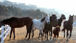 말띠해 앞두고..