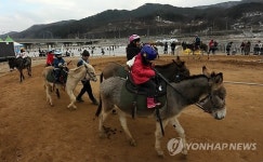 홍천강변을 당나귀타고…홍천강 꽁꽁축제