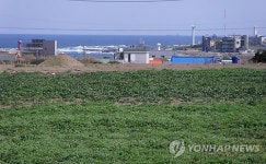 포항초 맛보세요