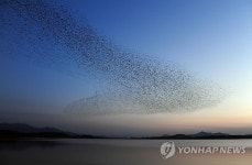 고창 동림저수지의 가창오리 군무