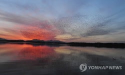 고창 동림저수지의 가창오리 군무