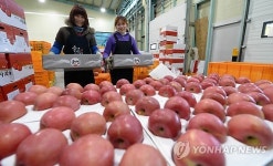 설 앞두고 거창 사과 출하