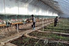 북한 사리원시 마곡협동농장