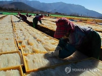 <카메라뉴스> 맹추위 속 한천 생산 한창