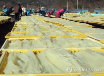 <카메라뉴스> 맹추위 속 한천 생산 한창