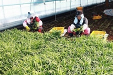 힘이 불끈 친환경 하동 부추 수확 한창