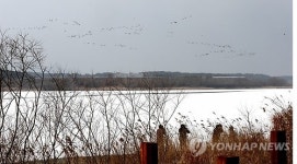 고창 동림저수지의 가창오리떼