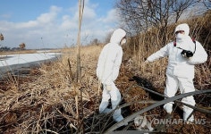 부안 오리농장서 또 AI 의심 신고…확산 조짐