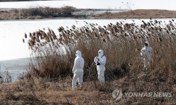 철새까지 AI로 떼죽음?…방역당국 초비상