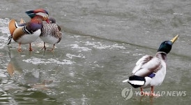 오리는 외로워
