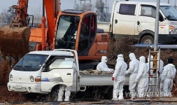 <르포> 자식 같은 오리인데… 축산농 발동동
