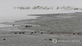 야생오리 AI감염 동림저수지는 어떤 곳인가