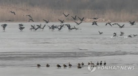 고창 철새, 군산으로 대이동…AI 방역 강화