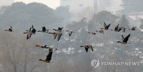 겨울 철새의 비상