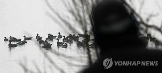 겨울 철새 어찌해야하나