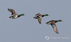 을숙도 청둥오리 비행