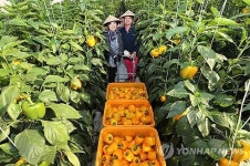 산청 친환경 파프리카 수확