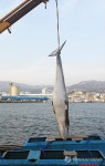 동해 망상해변 앞 해상서 밍크고래 혼획