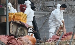 수도권 첫 AI 의심 닭 예방적 살처분