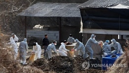 AI 차단…밀양 양계농가 살처분 현장